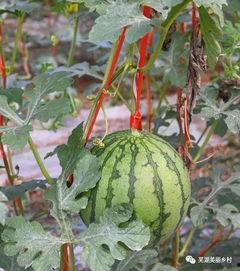 吃瓜群众中秋福利,吃瓜群众喜收福利大礼包!