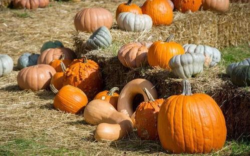 群众吃芥瓜视频素材,群众共享美味时光